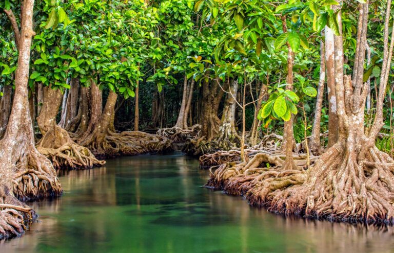 New Technology about Mangrove Plantation for the Environment